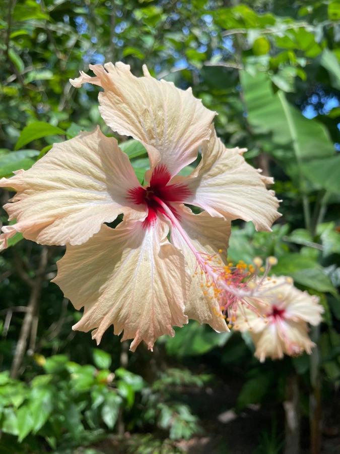 Casa Aracua Trancoso Villa ภายนอก รูปภาพ